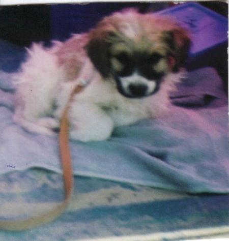 benji